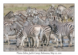 Plains Zebra