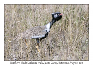 Northern Black Korhaan