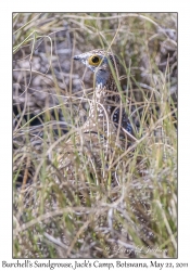 Burchell's Sandgrouse