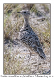 Double-banded Courser