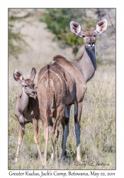 Greater Kudu