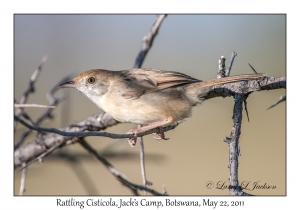 Rattling Cisticola