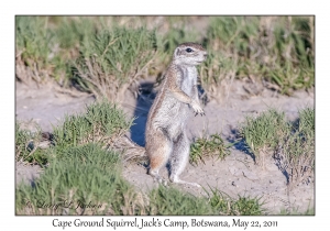 Cape Ground Squirrel