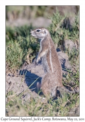 Cape Ground Squirrel