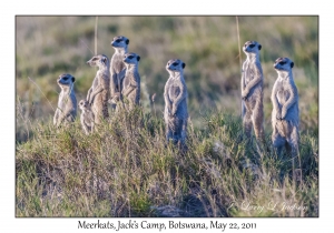 Meerkats