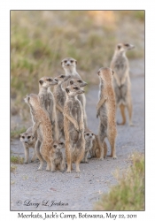 Meerkats