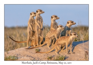 Meerkats