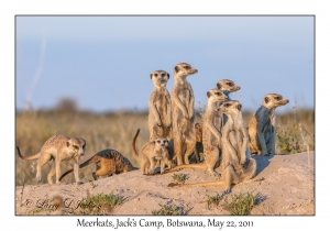 Meerkats