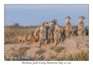 Meerkats