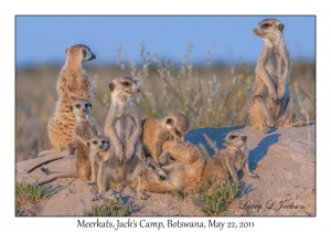 Meerkats