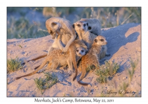 Meerkats