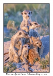 Meerkats