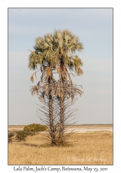 Lala Palm