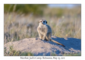 Meerkat