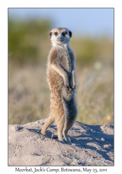 Meerkat