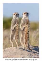 Meerkats