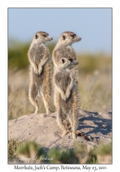 Meerkats