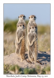 Meerkats