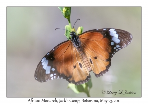 African Monarch