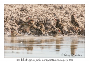 Red-billed Quelea