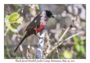 Black-faced Waxbill