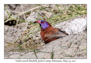 Violet-eared Waxbill