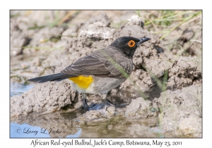 African Red-eyed Bulbul