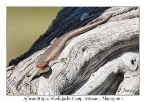 African Striped Skink