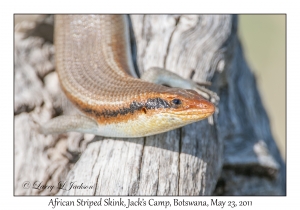 African Striped Skink