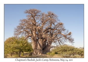 Chapman's Baobab