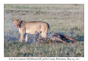 Lion & Common Wildebeest kill