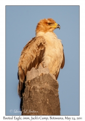 Booted Eagle