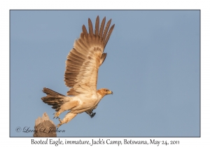 Booted Eagle