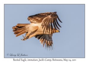 Booted Eagle