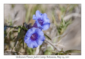 Unknown Flower