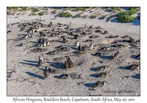 African Penguins