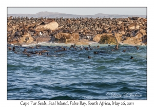 Cape Fur Seals