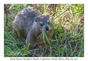 Rock Hyrax