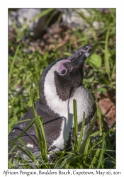 African Penguin