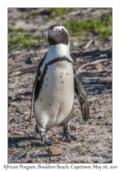 African Penguin