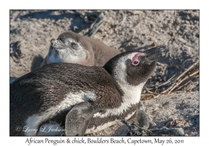 African Penguins