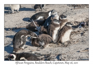 African Penguins