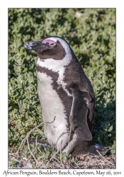 African Penguin