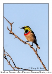 Southern Double-collared Sunbird