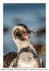 African Penguin