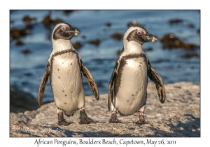 African Penguins