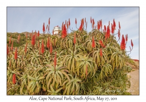 Aloe specie