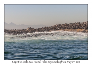 Cape Fur Seals