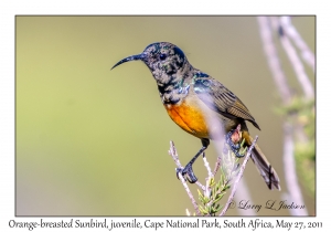 Orange-breasted Sunbird