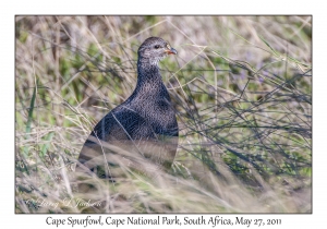 Cape Spurfowl
